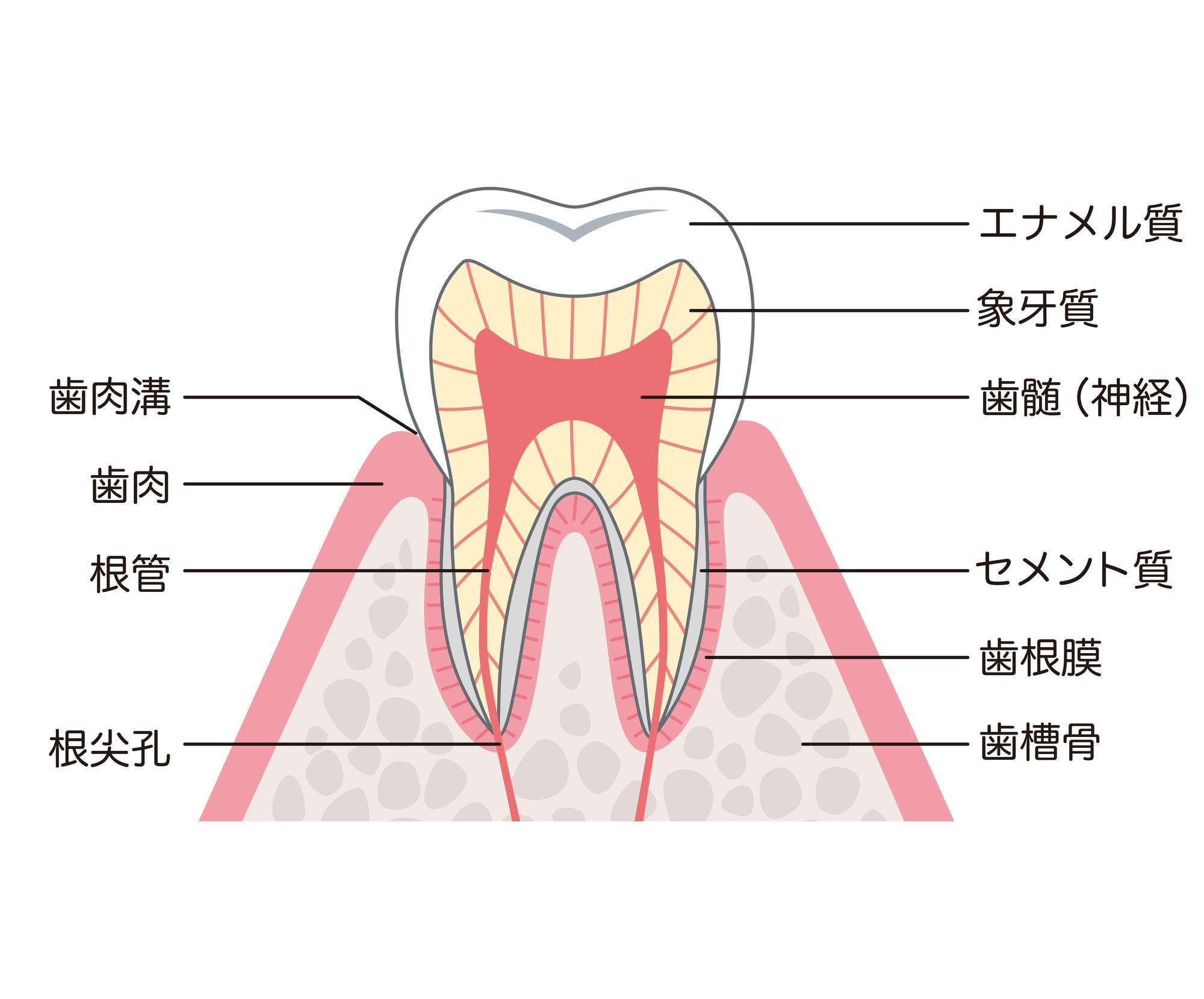 虫歯はどんな痛み？？